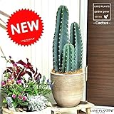 LAND PLANTS 柱サボテン テラコッタ鉢の鉢植え