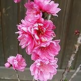 ハナモモ/テルテモモ（照手桃） 樹高1.8m前後 落葉低木