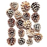 東京堂 天然素材 松かさミニ (20コ入り) DT066187