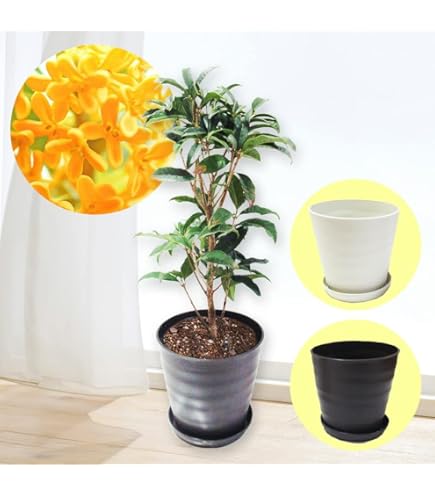 Amazon.co.jp: 希少 カカオ苗木 チョコレートの木 : DIY・工具・ガーデン