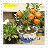 free ship 50 seeds Balcony Patio Potted Fruit Trees Planted Seeds Kumquat Seeds Orange Seeds Tangeri