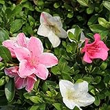 サツキツツジ：レインボー5号ポット5株セット[咲き分け一重咲き] ノーブランド品