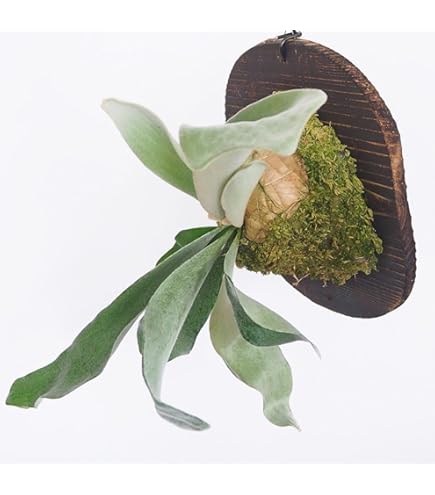 Amazon｜ビカクシダ ウィリンキー ジェニー willinckii Jenny TC 1株