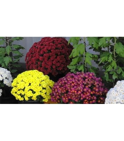 Amazon.co.jp: ざる菊の苗 …4種類…分け苗、挿し苗 : DIY・工具・ガーデン