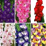 国華園　春植え球根 グラジオラス 特大球 高級グラジオラスセット 6種30球 (各5球)【※発送が国華園からの場合のみ正規品です】