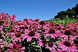 20PC import echinacea flower seeds. White Swan Echinacea, garden, park, street landscaping, plant se