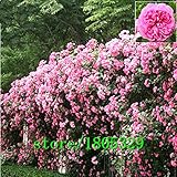 Flowers seed for garden Climbing Rose 50pcs floer GREAT PROMOTION Plants planters Bonsai d