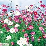 タキイ種苗(Takii Shubyo) 花タネセット FTT481SET