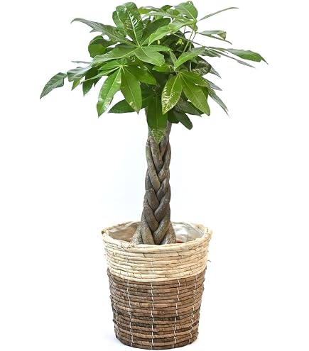 Amazon｜花のギフト社 パキラ 観葉植物 本物 おしゃれ ぱきら 7号 大型