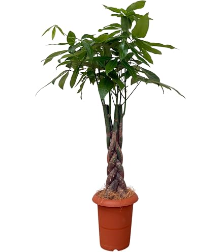 Amazon｜[ miipas ] パキラ 7号鉢 編み込み ねじり 本物 大型観葉植物
