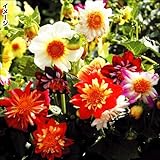 【メール便配送】　国華園　花たね　ダリア　コラレット咲混合　1袋(40粒)【※発送が国華園からの場合のみ正規品です】
