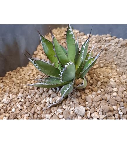 Amazon | アガベ ホリダ 台湾八角鉢ごと | ノーブランド品 | 観葉植物 通販