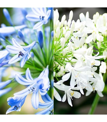 Amazon｜アガパンサス ブラックマジック 大苗｜観葉植物 オンライン通販