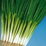 【メール便配送】　国華園　野菜たね　ネギ　宝来葱　1袋(10ml)【※発送が国華園からの場合のみ正規品です】