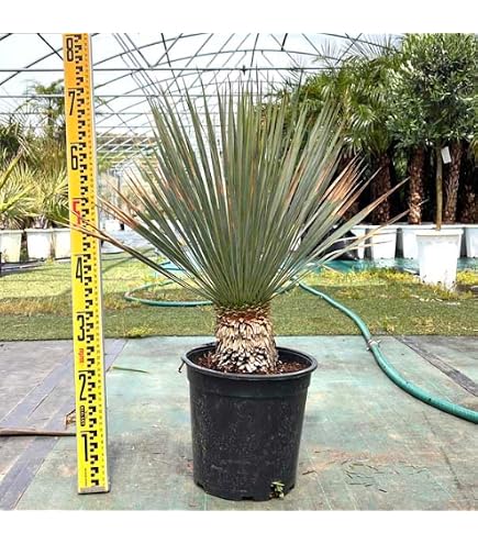 Amazon｜アロイフォリア ユッカ・アロイフォリア 観葉植物 お祝 新築