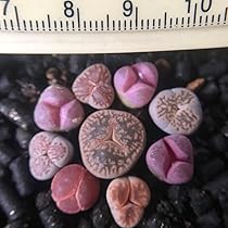 リトープス　三面　モンスター　抜き苗 リトープス三面モンスター抜き苗