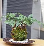 太い根茎、涼しげな葉が魅力のシダ植物【しのぶ（シノブ）の苔玉・くらま岩器セット (敷石の色（白）)