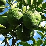 【香酸柑橘 苗木】スダチ 13.5cmポット苗