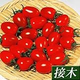国華園　接木野菜苗　ミニトマト　接木F1アイコ　4株【※発送が国華園からの場合のみ正規品です】