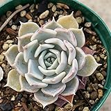 リタ 7.5cmポット エケベリア Echeveria Lyte 福岡県産 多肉植物 多肉 観葉植物 インテリアグリーン 寄せ植えに