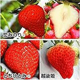 国華園　いちご苗　ご当地イチゴセット　2種6株【※発送が国華園からの場合のみ正規品です】