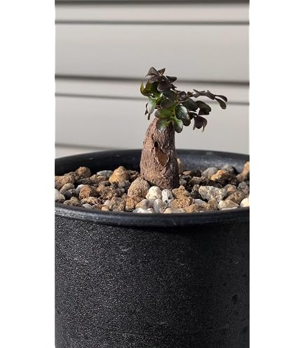 Amazon.co.jp: オペルクリカリア パキプス パワータンク 発芽済み 発根