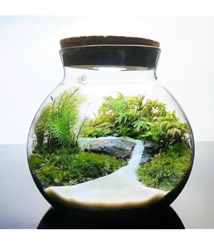 Amazon.co.jp: 【苔庵介る】 苔テラリウム 完成品 13cm LEDライト蓋付
