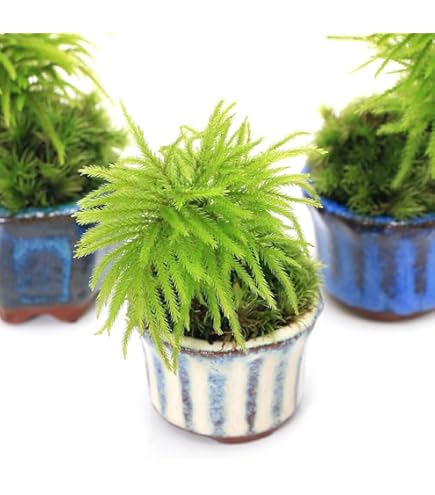 Amazon.co.jp: （盆栽）苔盆栽 コウヤノマンネングサ 溶岩石鉢植え