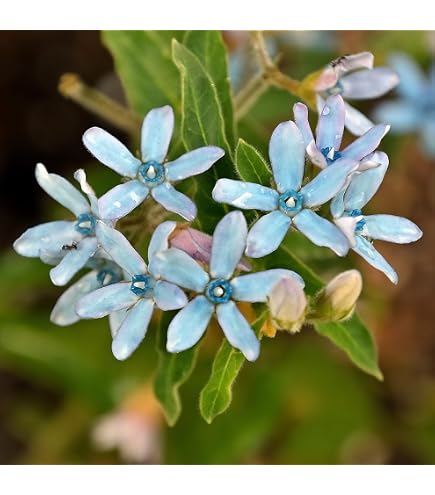 Amazon.co.jp: オキシペタラムの苗 ローズスター ピンク 花苗 : DIY