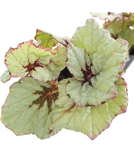 Amazon｜希少 ベゴニア フェロックス 美株 トゲ強 Begonia ferox 良型
