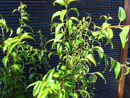 ハイノキを剪定する方法と時期 お手入れ簡単のシンボルツリー お庭ブログ