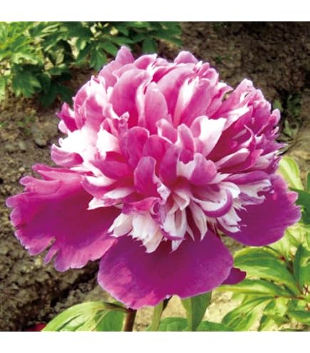 Amazon｜山芍薬 白 2めつき1塊｜観葉植物 オンライン通販