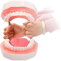 JUNESS 歯科模型セット 6つの模型 JUNESS 歯科模型セット 6つの模型 JUNESS 歯科模型セット 6つの模型