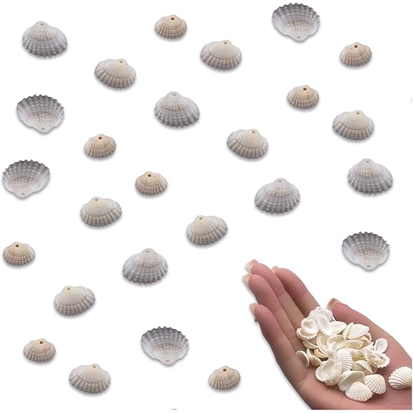 Amazon.co.jp: 【貝殻の問屋さん】真珠貝プレート-シロチョウガイ