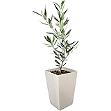 花のギフト社 新生活 オリーブ 4号 鉢植え 観葉植物 グリーン 陶器鉢 誕生日 プレゼント ギフト