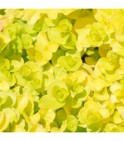 リシマキア　ご予約専用 リシマキア」の人気商品一覧 | 安い商品を通販サイトから探す - 価格.com