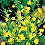 国華園　春植え球根 サンダーソニア フェニックス 3球【※発送が国華園からの場合のみ正規品です】