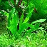 1000個の水族館の草の種子（ミックス）水の水生植物の種子家族簡単な植物の種子1