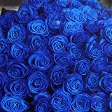 青いバラ ブルーローズ 青ばら 50本の花束 キラキラ白いかすみ草付き 生花　花言葉「可能性」「神の祝福」