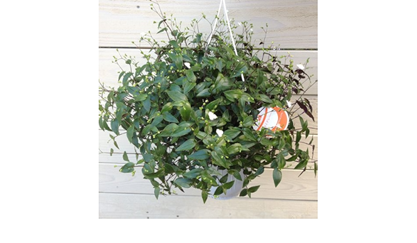 Amazon 観葉植物 鉢花 吊り鉢 ブライダルベール 観葉植物 オンライン通販