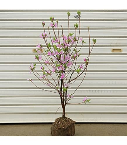 Amazon.co.jp: ミツバツツジ 紫花 樹高80cm前後（根鉢含まず）三つ葉