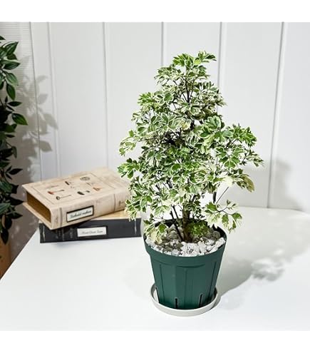 Amazon｜ポリシャス クリスパ 観葉植物 縮れ葉 珍しい 枝差し｜観葉