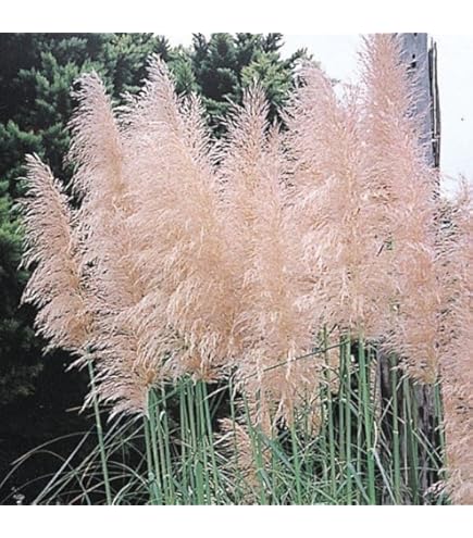 Amazon.co.jp: パンパスグラス：ロゼア株分け苗 3.5号ポット