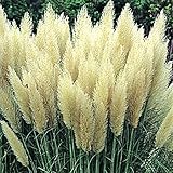 国華園　花木 パンパスグラス ホワイト 1株【※発送が国華園からの場合のみ正規品です】