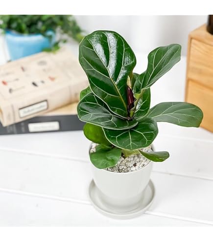 現品　フィカス　ゴムの木　バーガンディ　2番　インテリアグリーン　室内　観葉植物 楽天市場】フィカス バーガンディ 中型 選べる鉢色 ボタニー