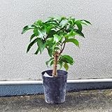 マウンテンアップル　挿木苗