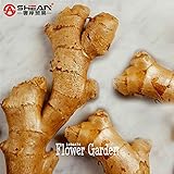 New Fresh Seeds 100 Pcs/Bag Ginger Seeds Balcony Vegetables Potted Bonsai Plant Seeds Four Seasons Z