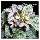 冬咲きクリスマスローズ　HGC スノーフィーバー　13.5cmポット1苗（2年生苗）