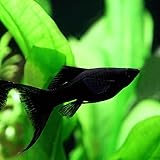 Amazon 熱帯魚 ブラックモーリー 約4cm 6匹 生体 観賞魚 水中生物 通販