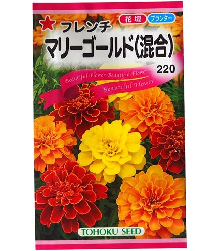Amazon.co.jp: マリーゴールド 種子 ホットパック オレンジ （育苗可能